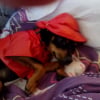 Photo de olaf
