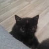 Photo de pacha