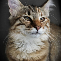 Photo de profil de Yascha