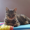 Photo de POPI