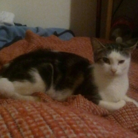 Photo de profil de Cocotte