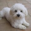 Photo de Apple