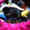 Photo de Poupette