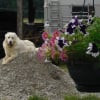 Photo de Baloo, Chien de montagne des Pyrénées