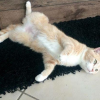 Photo de profil de Kittya