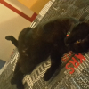 Photo de gribouille et rocky