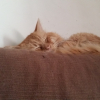 Photo de Garfield