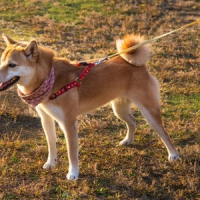 Photo de profil de Zoro