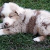 Photo de Milka