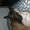 Photo de Loki