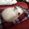 Photo de Mowgli, Sacré de Birmanie