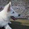 Photo de Loki