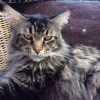 Photo de Don Corleone, Maine Coon