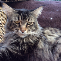 Photo de profil de Don Corleone