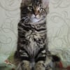 Photo de maximus
