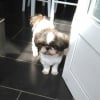 Photo de Pupuce