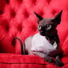 Photo de ARTAX, Sphynx