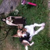 Photo de Chipie