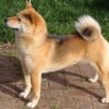 Photo de Riwi, Shiba Inu