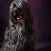 Photo de Baloo