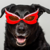 Photo de Lucky
