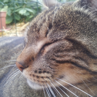 Photo de profil de Mowgli