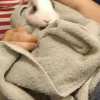 Photo de Lucky, Lapin