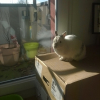 Photo de Cerise