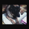 Photo de Brick