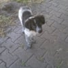 Photo de lucky