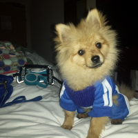 Photo de profil de Muffin