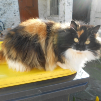 Photo de profil de Pompom