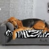 Photo de Jox, Chien de Saint Hubert