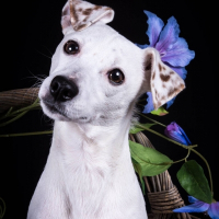 Photo de profil de Ilka