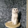 Photo de Kiki, Scottish Fold