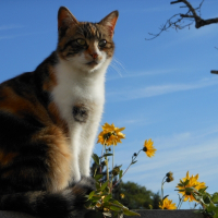 Photo de profil de Chaussette