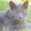Photo de Oliver, Bleu Russe