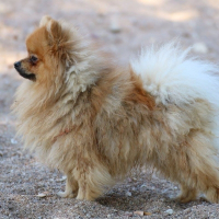Photo de profil de Litchi 