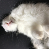 Photo de Panpan