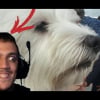 Photo de TheChienMort78