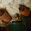 Photo de moka, Cochon d’Inde