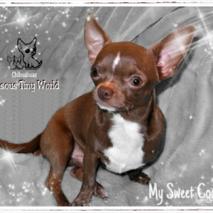 Photo de profil de Cookie