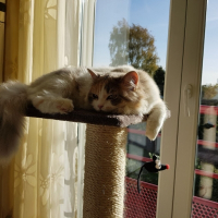 Photo de profil de Nina