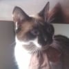 Photo de Chasha