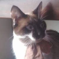 Photo de profil de Chasha