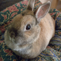 Photo de profil de Socrate