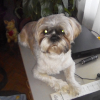 Photo de junior, Affenpinscher