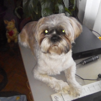 Photo de profil de junior