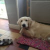 Photo de Gypsy