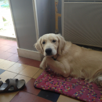 Photo de profil de Gypsy
